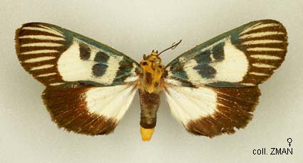 Papua Insects Foundation (Lepidoptera/Noctuidae/Agaristinae